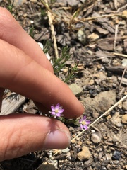 Spergularia rubra