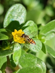 Toxomerus marginatus