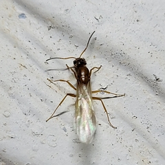 Dorymyrmex flavus