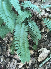 Polystichum acrostichoides