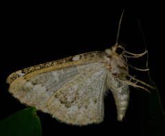 Caripeta divisata