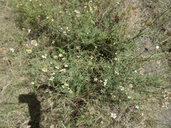 Tanacetum leptophyllum