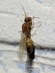 Dorymyrmex flavus