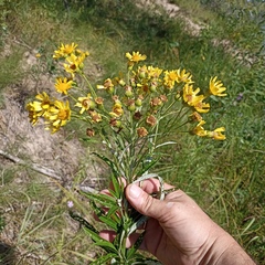 Jacobaea paludosa lanata