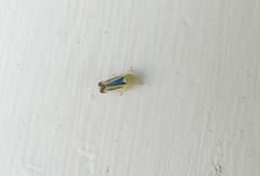 Sorhoanus orientalis