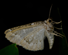 Caripeta divisata