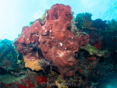 Petrosia pellasarca