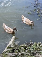 Anas platyrhynchos domesticus