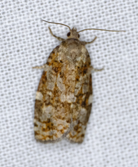 Choristoneura fumiferana