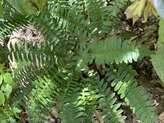 Polystichum acrostichoides