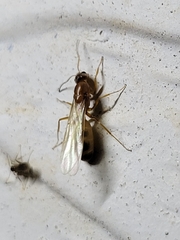 Dorymyrmex flavus