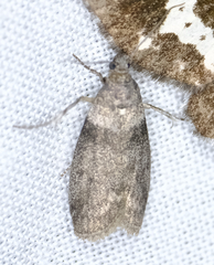 Meroptera pravella