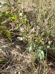 Mirabilis hirsuta