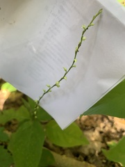 Persicaria virginiana
