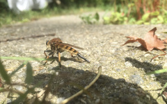 Promachus rufipes