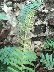 Polystichum acrostichoides