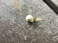 Cepaea
