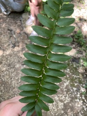 Polystichum acrostichoides