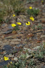 Potentilla glaucophylla