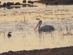 Sarkidiornis melanotos