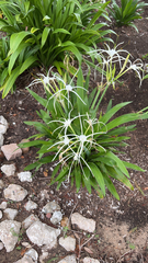 Hymenocallis littoralis