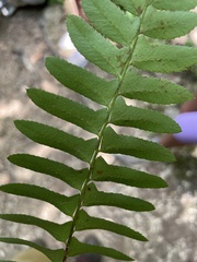 Polystichum acrostichoides