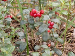 Vaccinium vitis-idaea