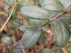 Vaccinium vitis-idaea