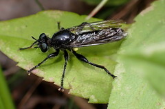 Laphria canis