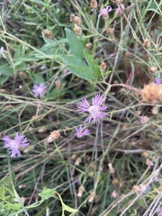 Centaurea