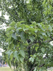 Pyrus communis