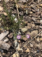 Spergularia rubra