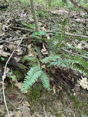 Polystichum acrostichoides