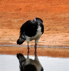Plectropterus gambensis