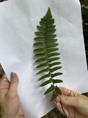 Polystichum acrostichoides