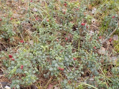 Vaccinium vitis-idaea