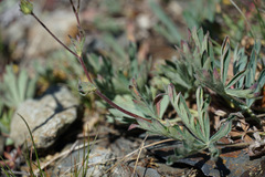 Potentilla glaucophylla