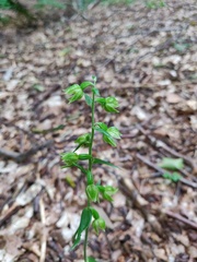 Epipactis leptochila