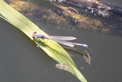 Erythromma viridulum