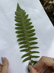 Polystichum acrostichoides