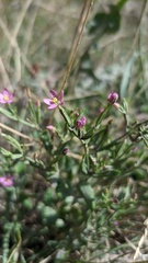 Centaurium pulchellum