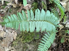 Polystichum acrostichoides