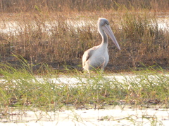 Pelecanus rufescens