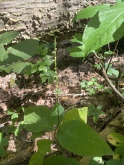 Persicaria virginiana