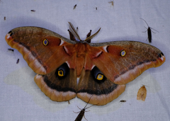 Antheraea polyphemus