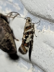 Aristotelia elegantella