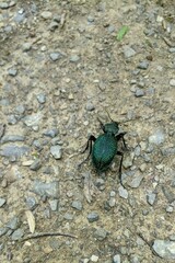 Carabus scabrosus tauricus
