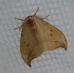 Drepana arcuata