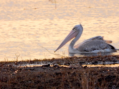 Pelecanus rufescens