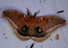 Antheraea polyphemus